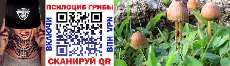 Галлюциногенные грибы Psilocybine cubensis  Кингисепп 